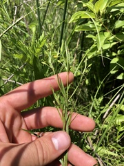 Lysimachia quadriflora