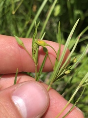 Lysimachia quadriflora