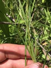 Lysimachia quadriflora