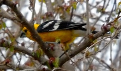 Pheucticus chrysopeplus