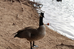Branta canadensis