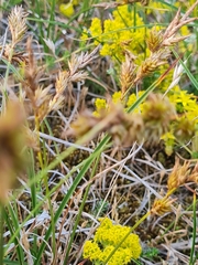 Carex disticha