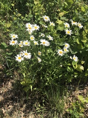 Leucanthemella serotina, photograph (c) Bob, some rights reserved (CC BY)