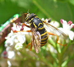 Spilomyia manicata
