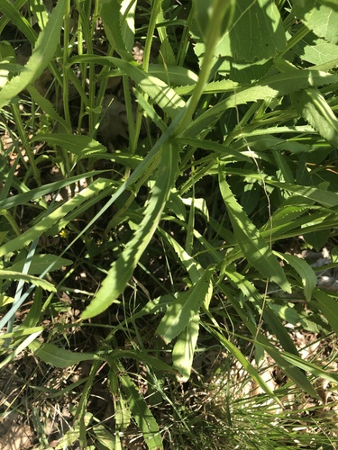 Leucanthemella serotina, photograph 4