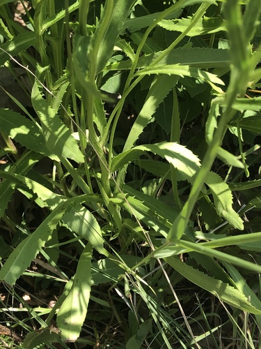 Leucanthemella serotina, photograph 5