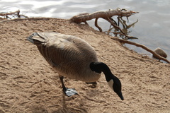 Branta canadensis