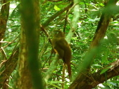 Trogon rufus chrysochloros