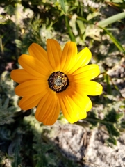 Arctotis breviscapa