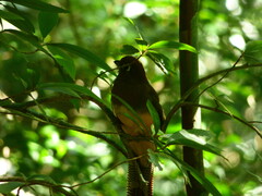Trogon rufus chrysochloros