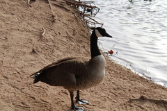 Branta canadensis