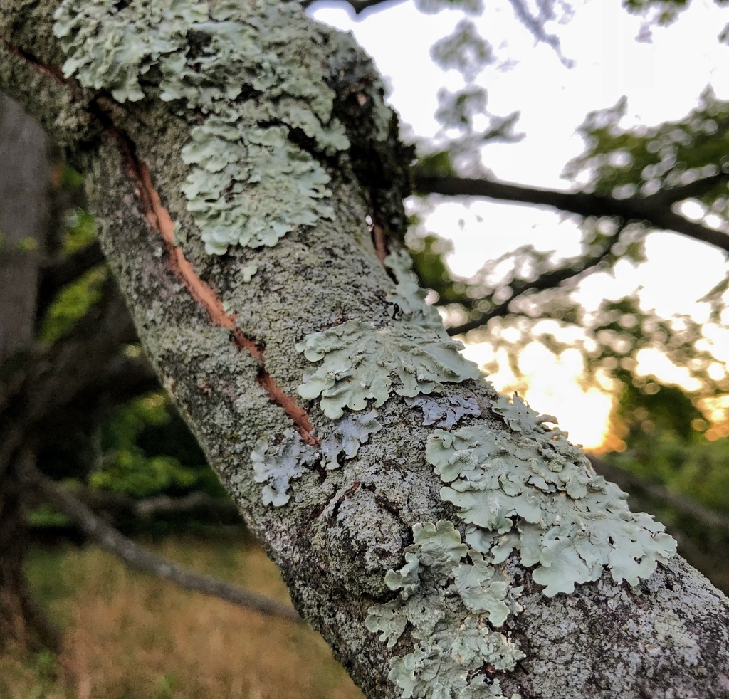 common greenshield lichen from Cylburn Arboretum, Baltimore, MD, US on ...