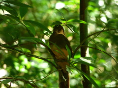 Trogon rufus chrysochloros