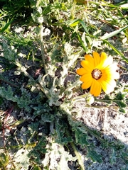 Arctotis breviscapa