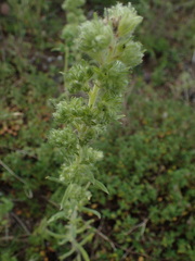 Aceria echii