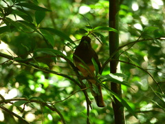Trogon rufus chrysochloros