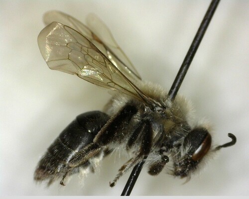 iNaturalist observation photo of Mining Bees