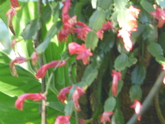 Schlumbergera truncata