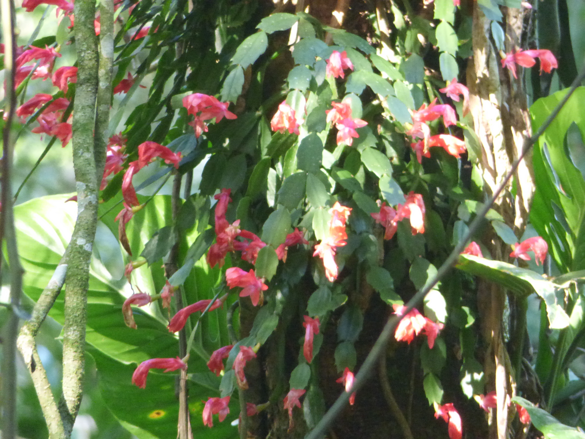 Imagem de Flor-de-maio