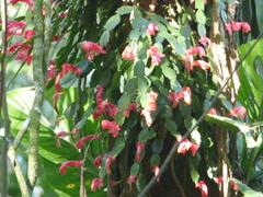 Schlumbergera truncata