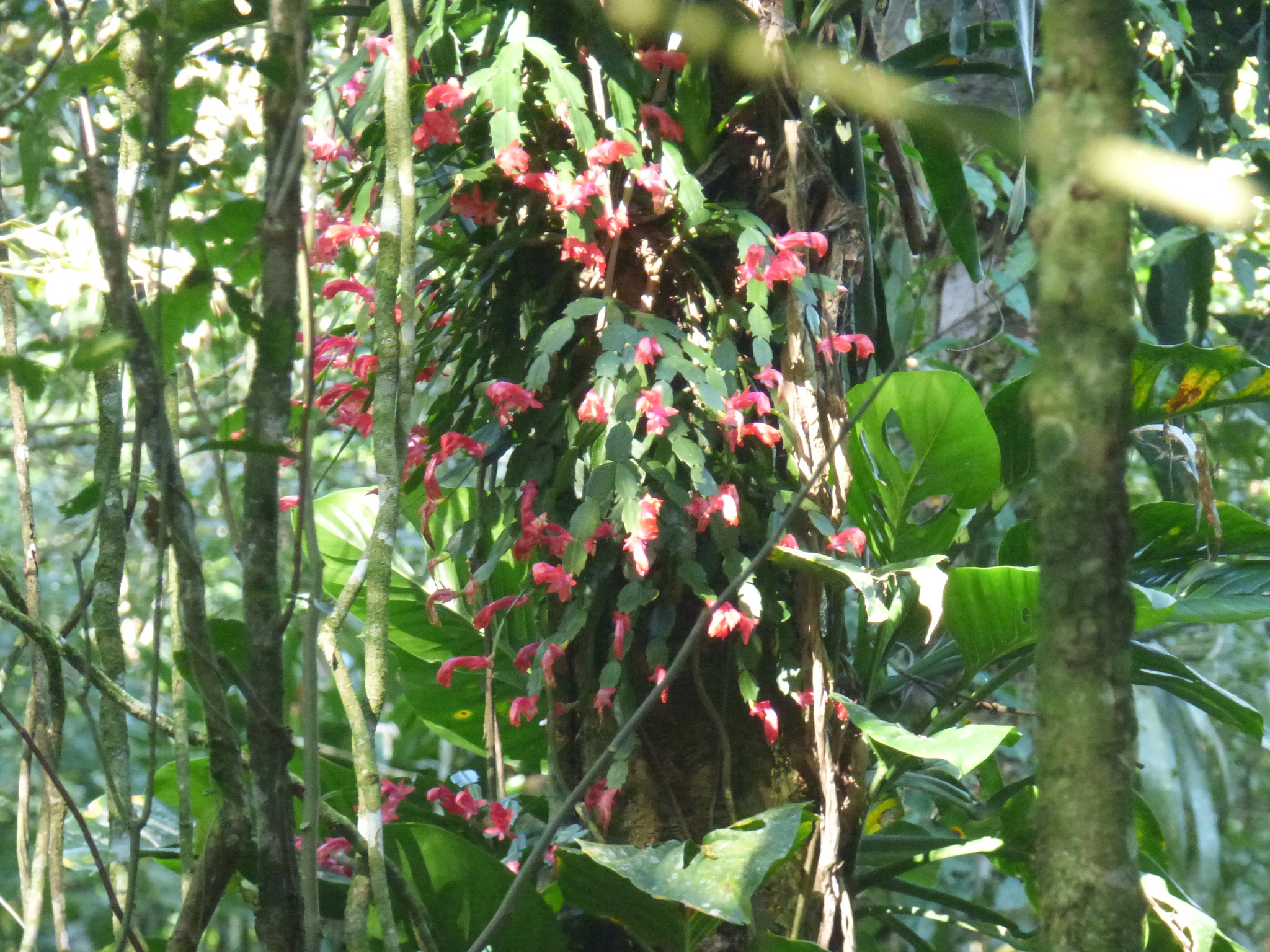 Imagem de Flor-de-maio