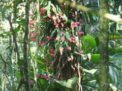 Schlumbergera truncata