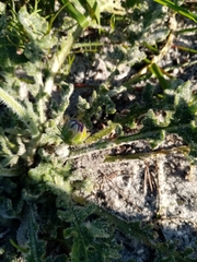 Arctotis breviscapa