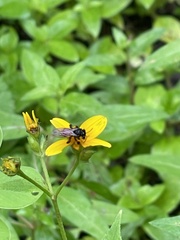Trigona fulviventris