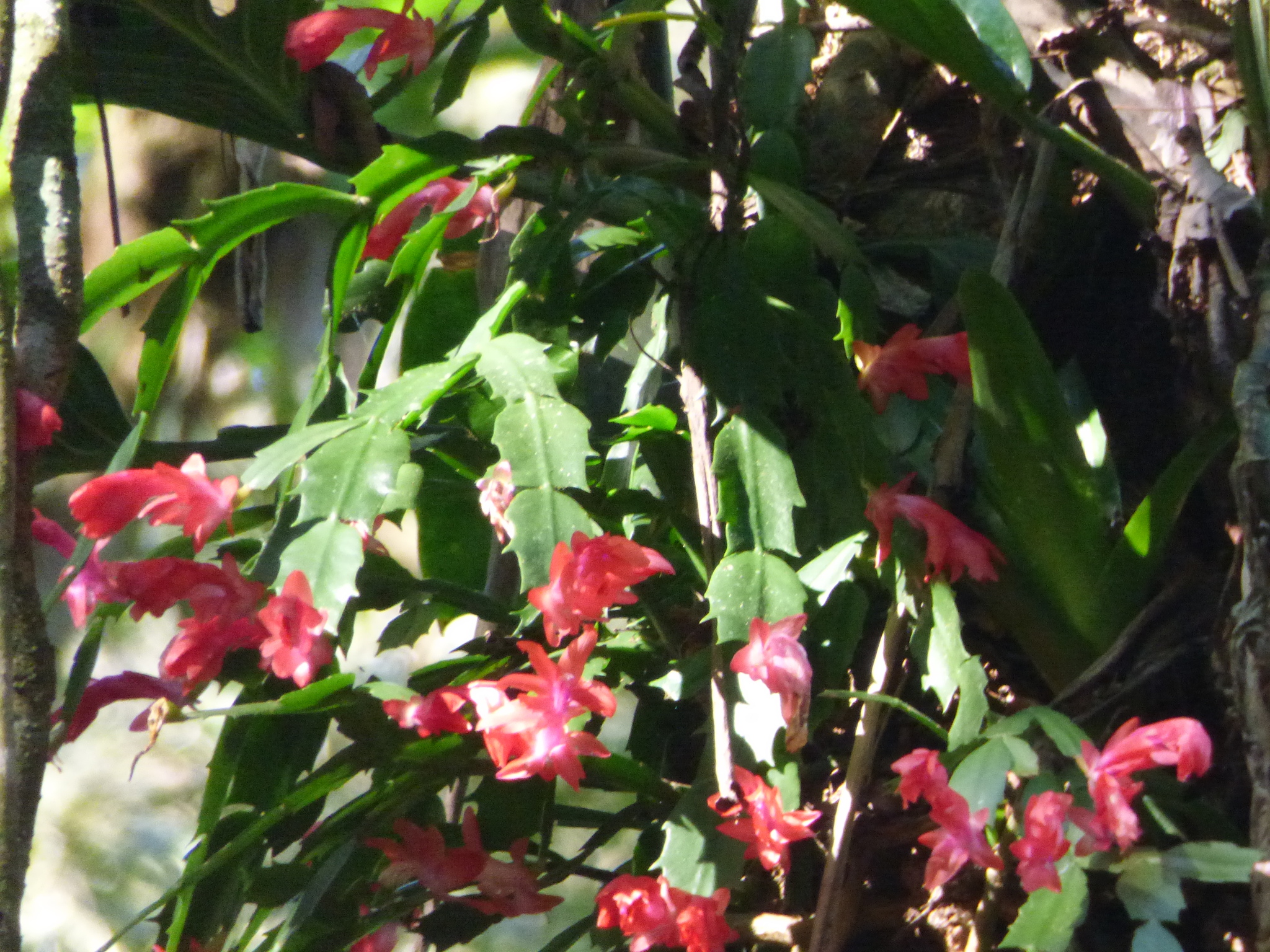 Imagem de Flor-de-maio