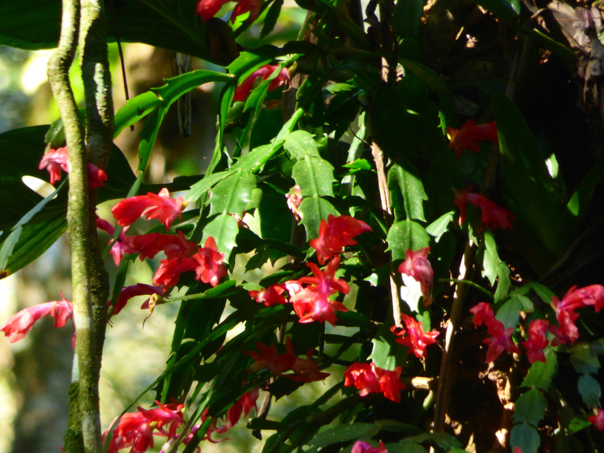 Imagem de Flor-de-maio