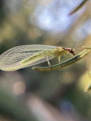 Chrysopa coloradensis