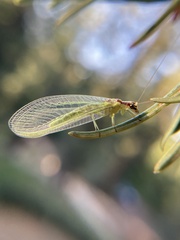 Chrysopa coloradensis