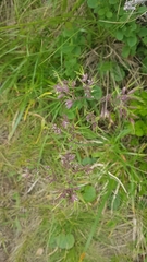 Poa bulbosa vivipara