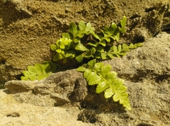 Asplenium marinum