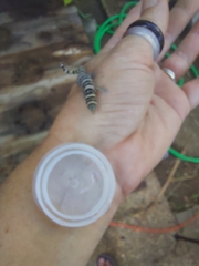 Sphaerodactylus nigropunctatus