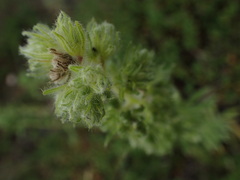 Aceria echii