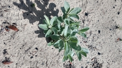 Lupinus cumulicola