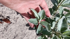 Lupinus cumulicola