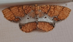 Orthobrachia flavidior