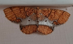 Orthobrachia flavidior