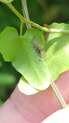 Neomusotima conspurcatalis