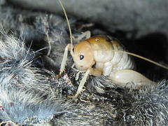 Rhachocnemis validus