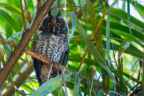 Stygian Owl