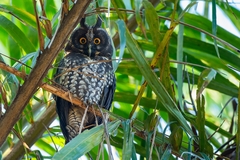 Stygian Owl photo 5