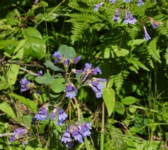 Penstemon wilcoxii