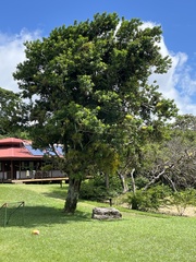 Calophyllum inophyllum