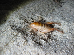 Rhachocnemis validus