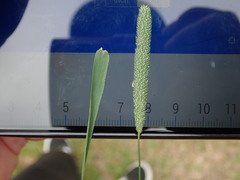 Phleum bertolonii