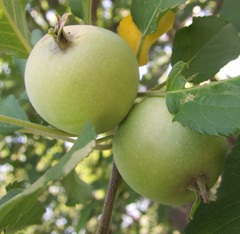 Malus