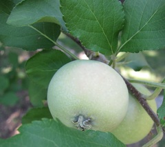 Malus